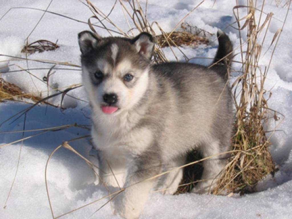Husky Puppy In Snow Wallpaper