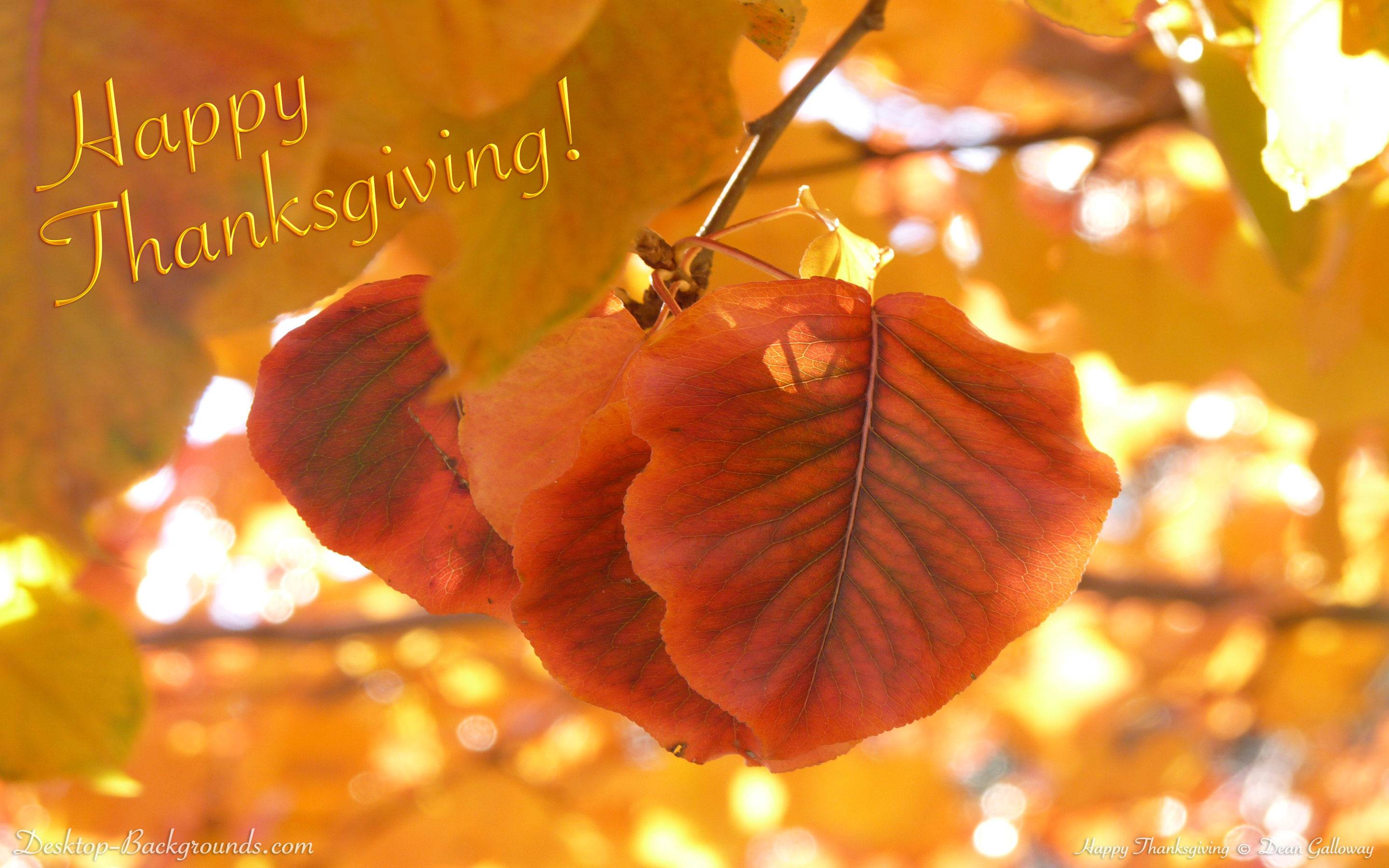 Vibrant autumn leaves glow in the sunlight in this Thanksgiving-themed image