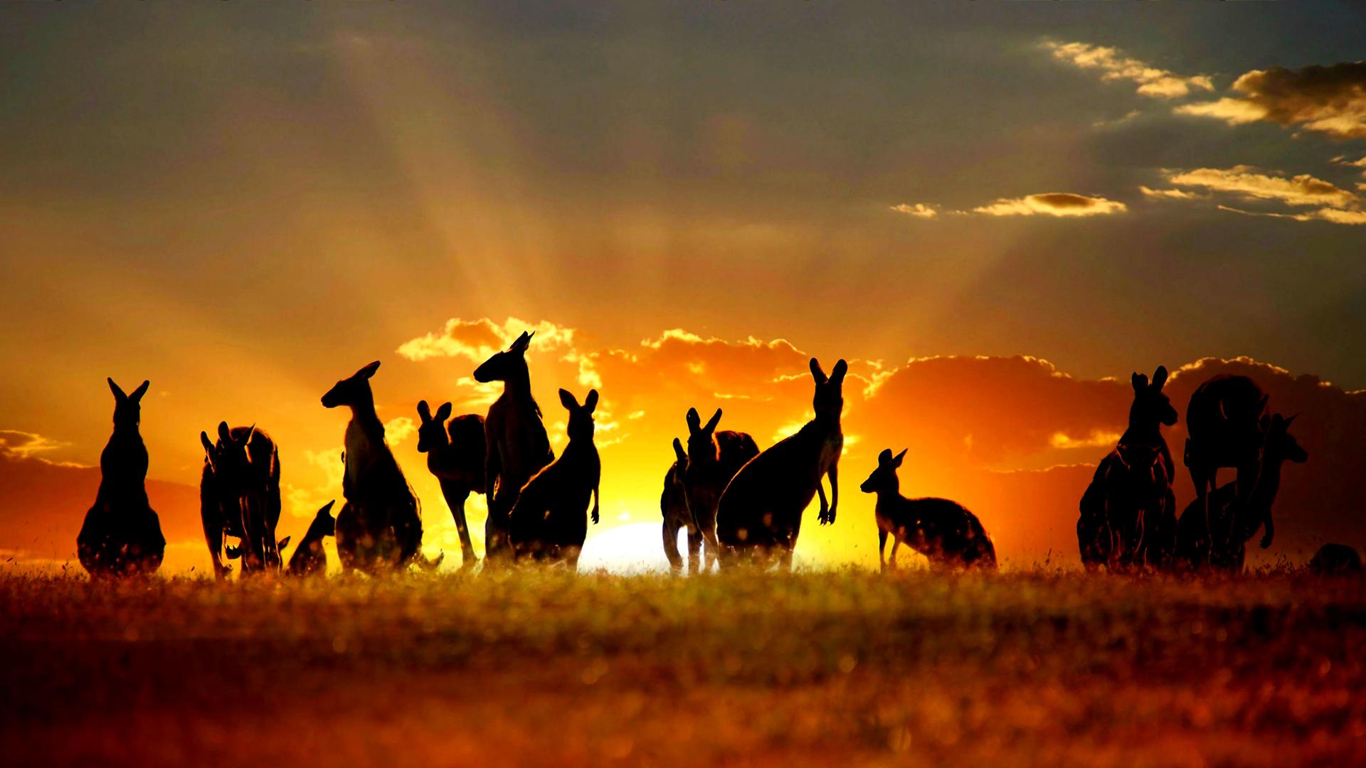 Australia Sunset Kangaroos Wallpaper Travel HD
