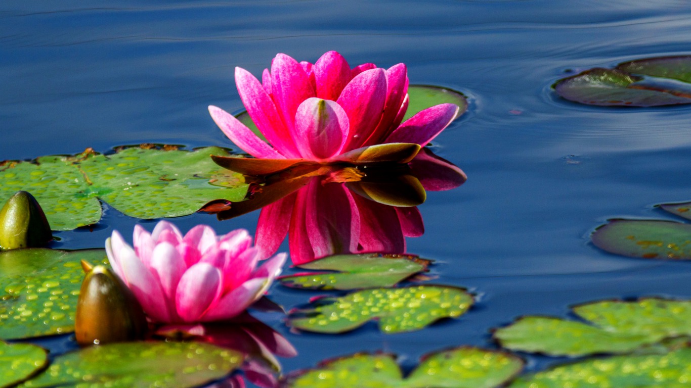 Water Lily Wallpapers HD Download