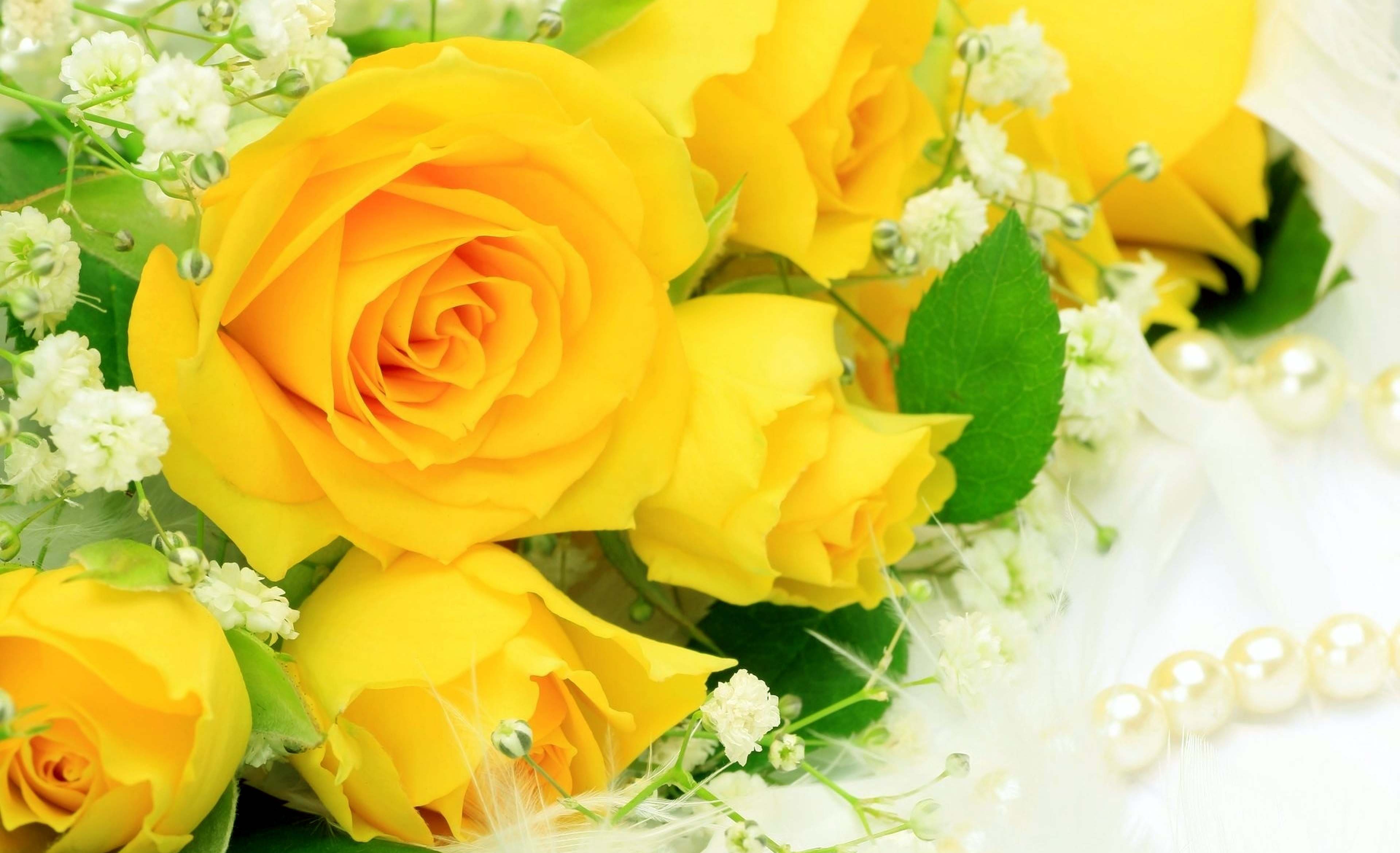 Stunning Yellow Roses Natural Beauty Image HD Wallpaper