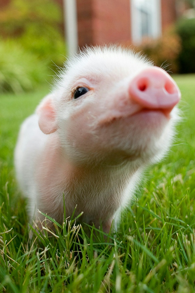 Cute Piglet iPhone Wallpaper And 4s