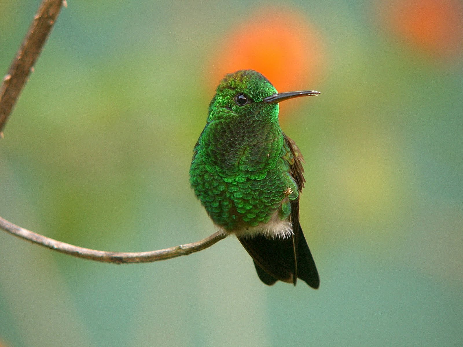 Unique Animals S Hummingbirds Pictures