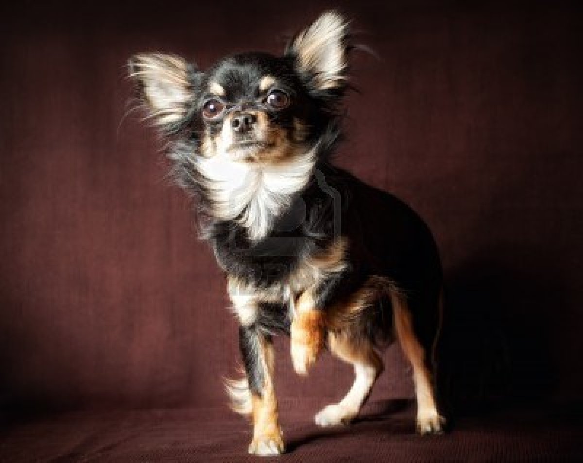 Cute Dogs Long Haired Chihuahua