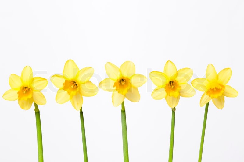 Stock Image Of Daffodils Border Flowers