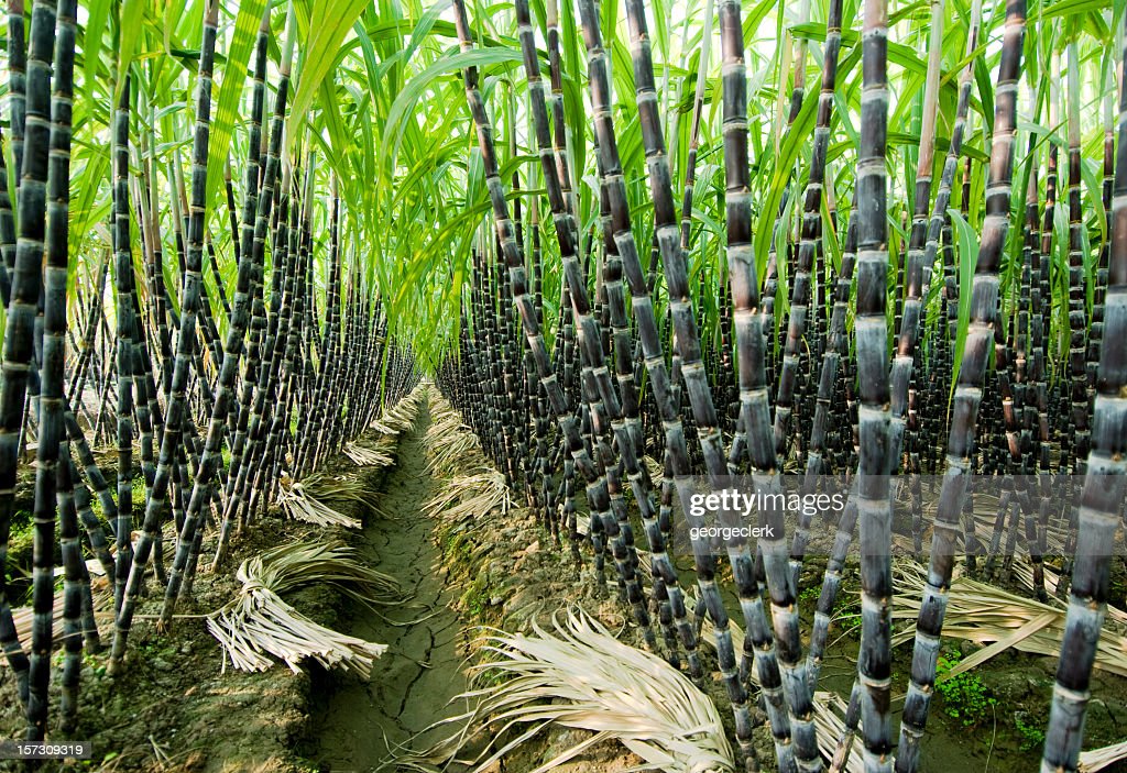 Sugar Cane Photos And Premium High Res Pictures Getty Image
