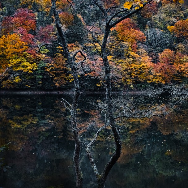 Fall Foliage Trees National Geographic Photo Contest