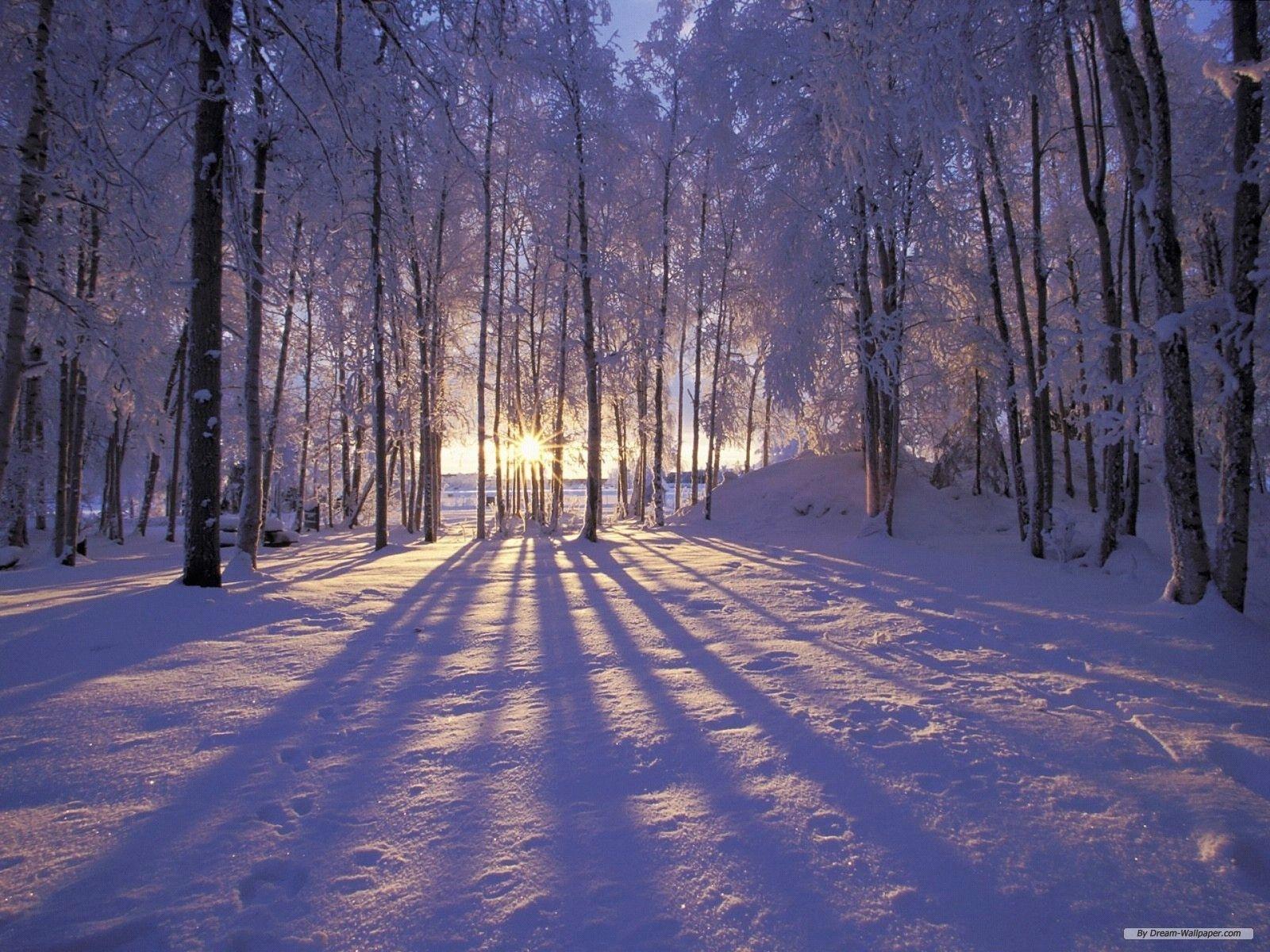 Winter Wonderland Background