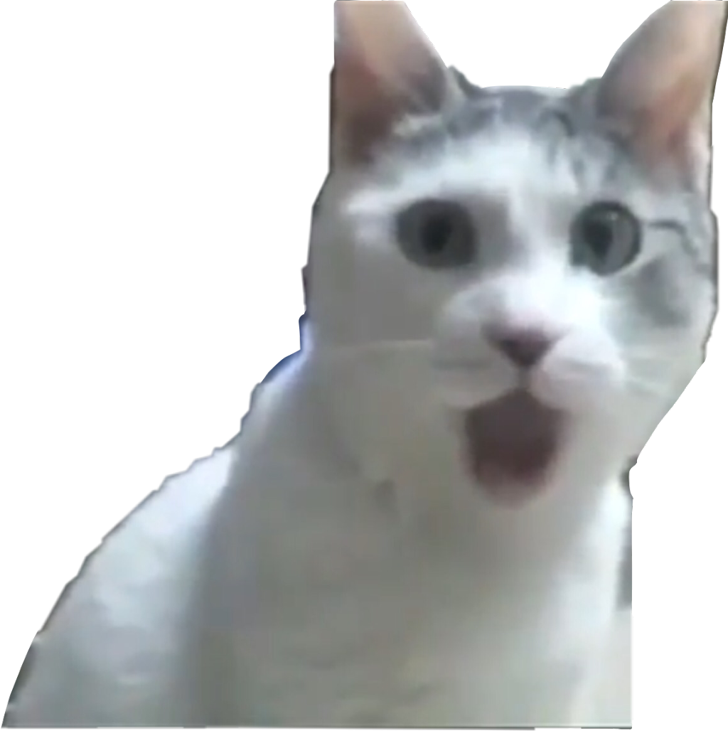 Cat Meme Wallpaper