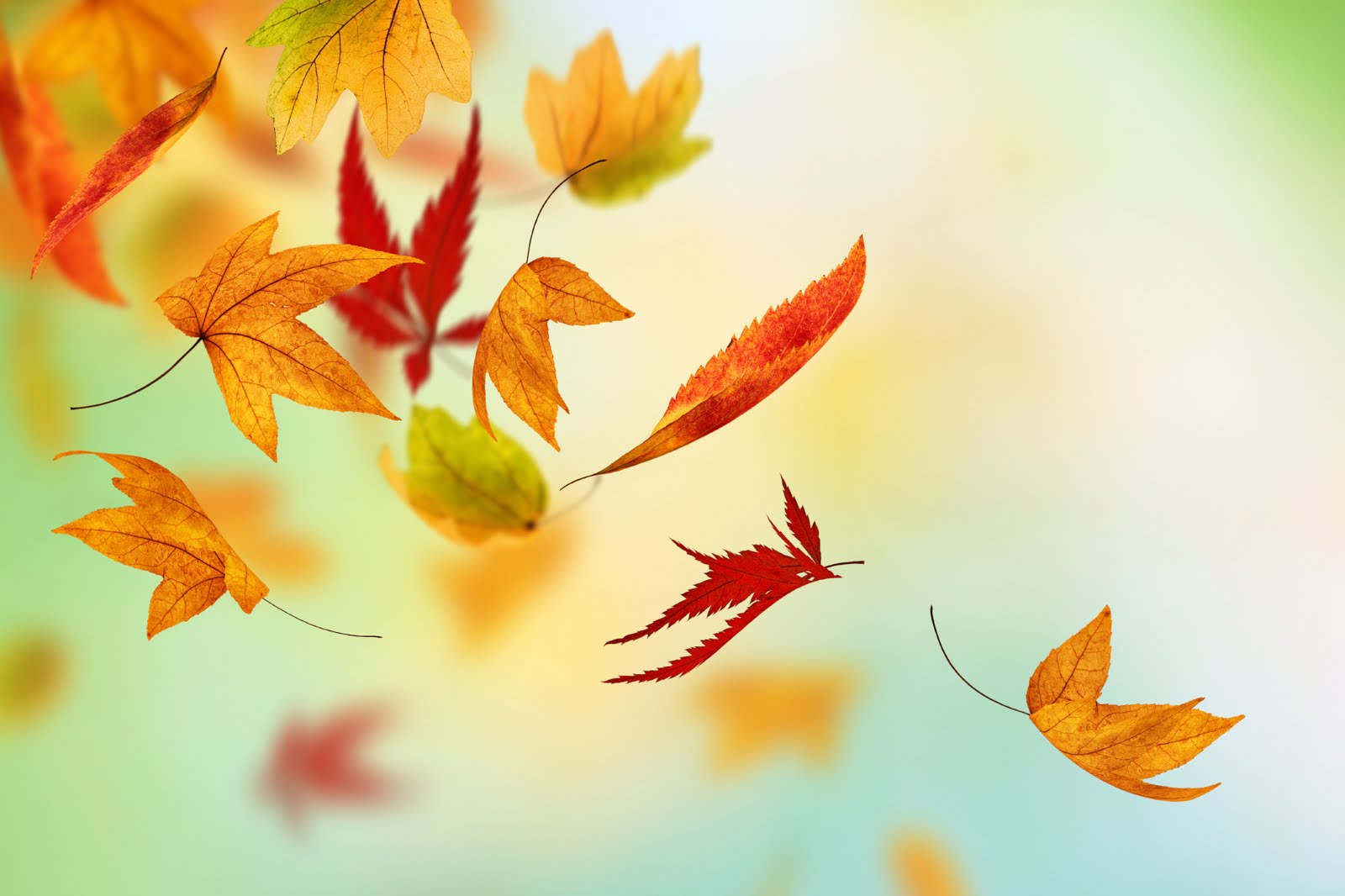 Autumn Fall Leaves HD Live Wallpaper Hq Pictures Image Photos