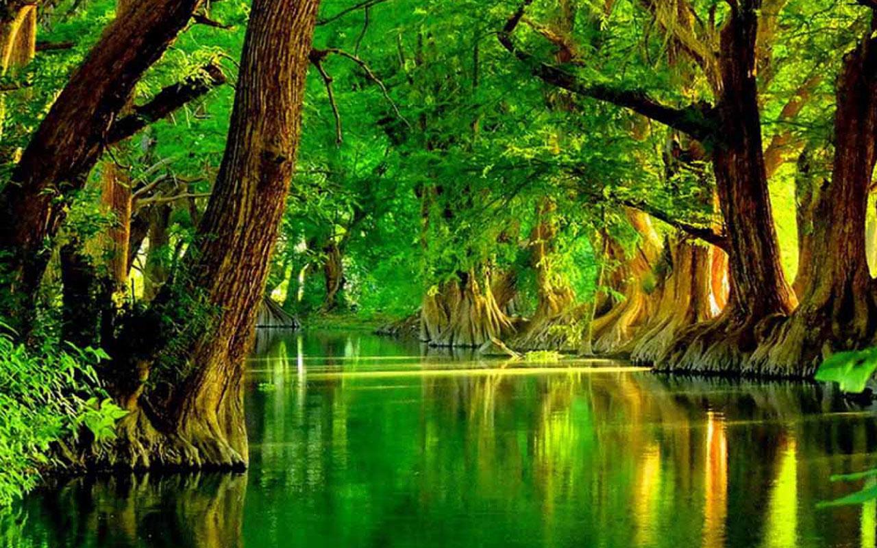  download Green forest Live Wallpaper Android Apps Games on 1280x800