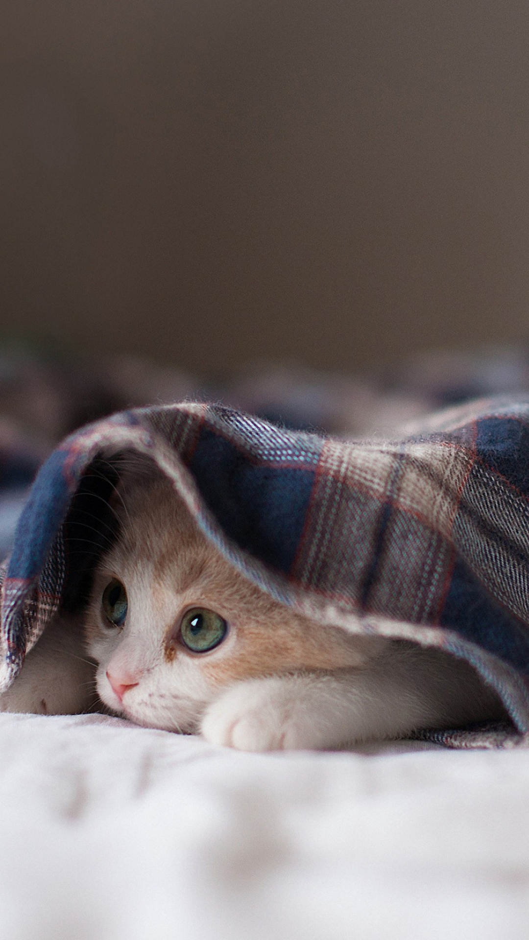 Cute Kitten iPhone 6s Plus Wallpaper HD