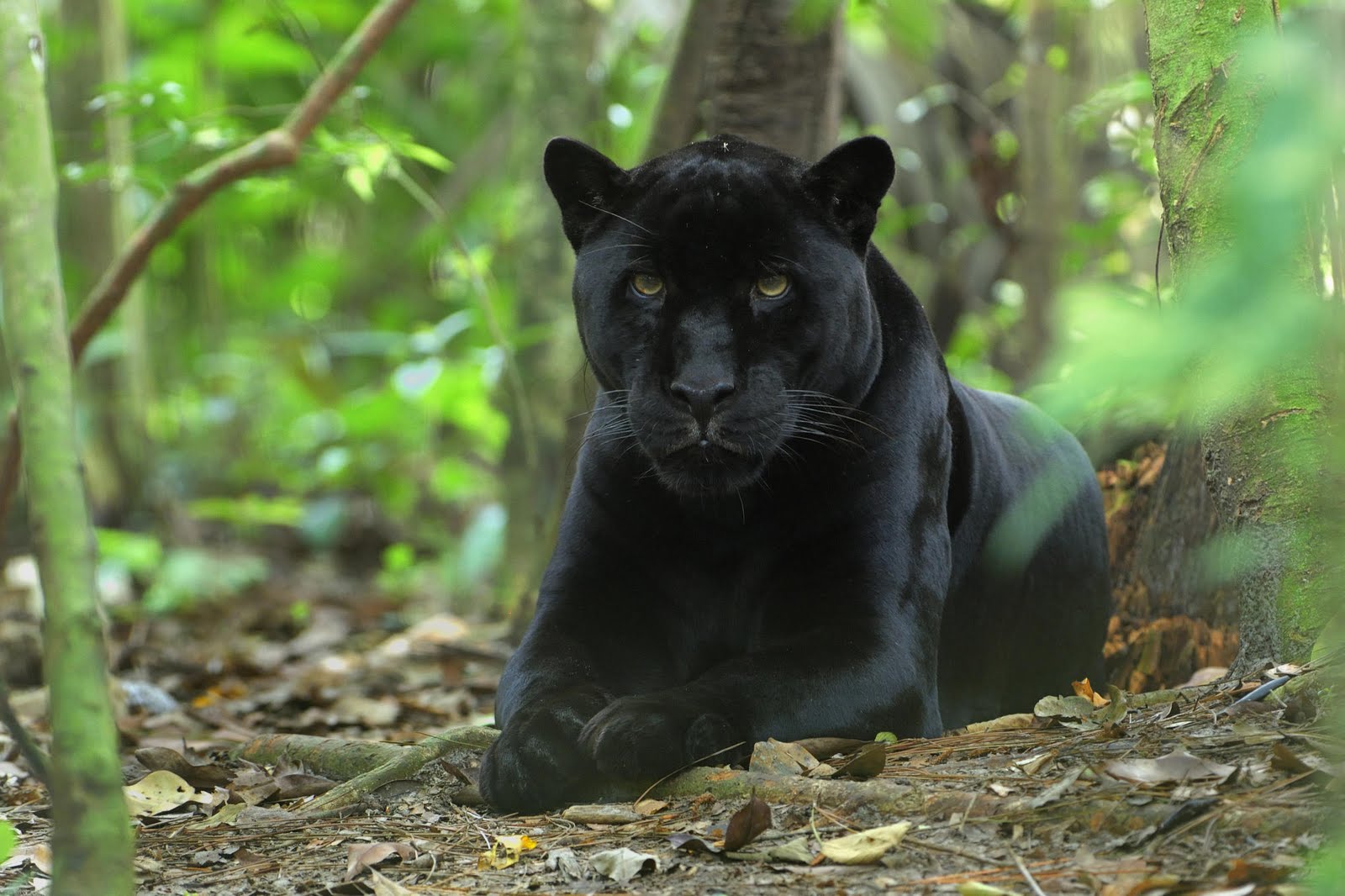 Black Jaguar Animal Wallpaper HD Image Amp Pictures Becuo