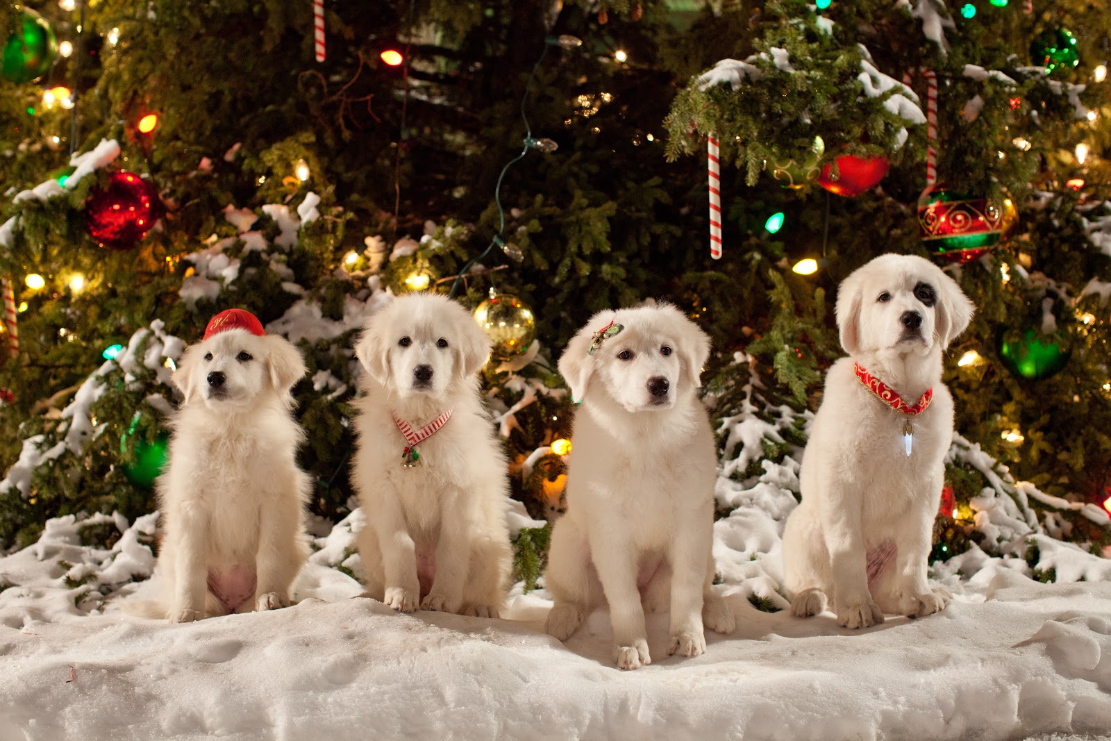 Msyugioh123 Image Santa Paws HD Wallpaper And Background Photos