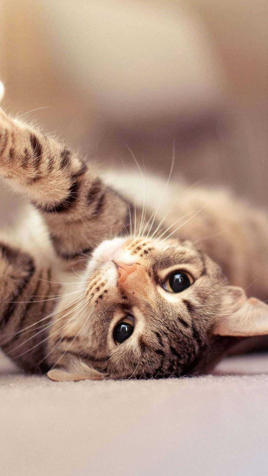Cute Animal iPhone Wallpaper