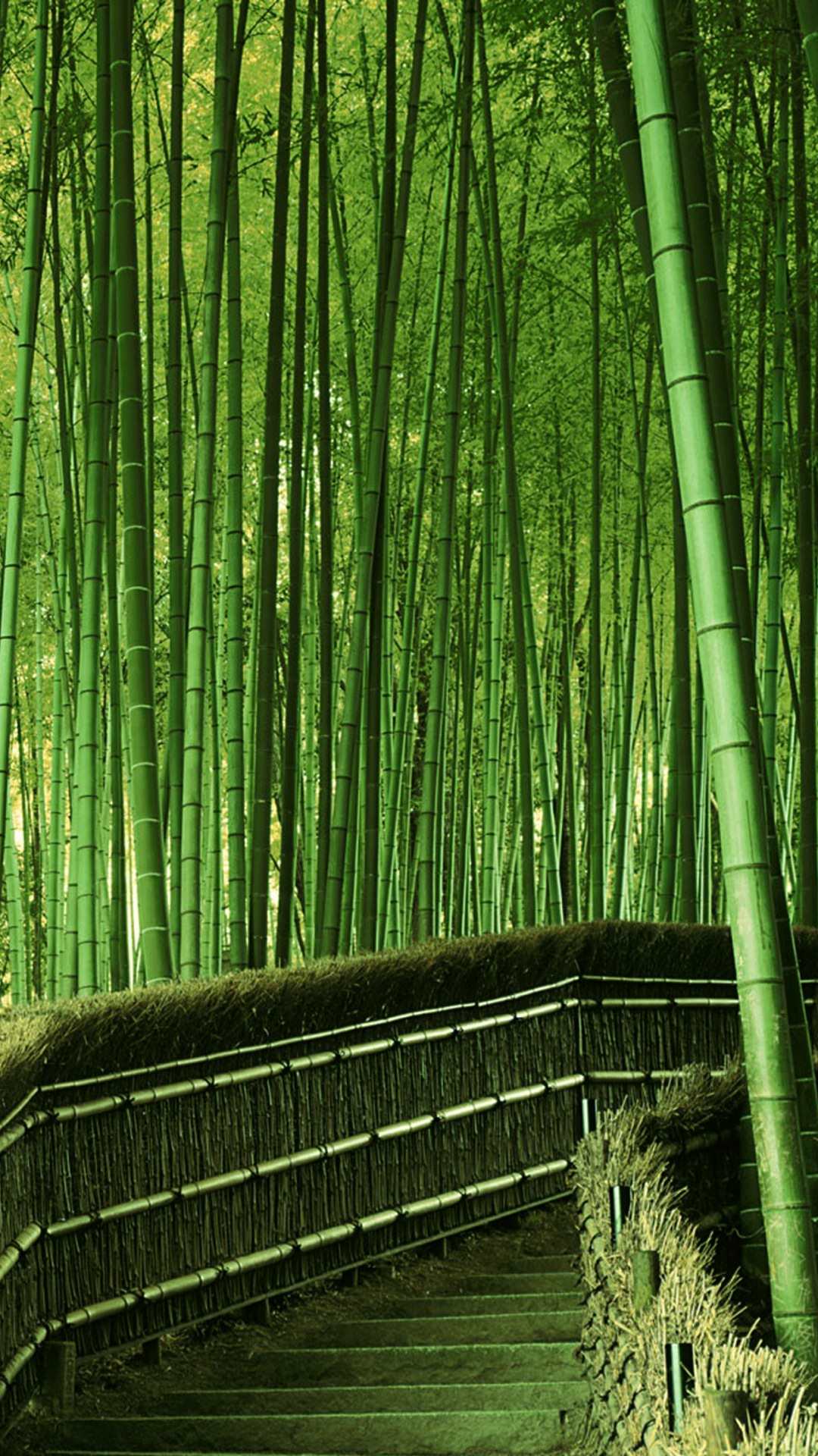 Landscape Green Bamboo Forest Wallpaper Sc Smartphone