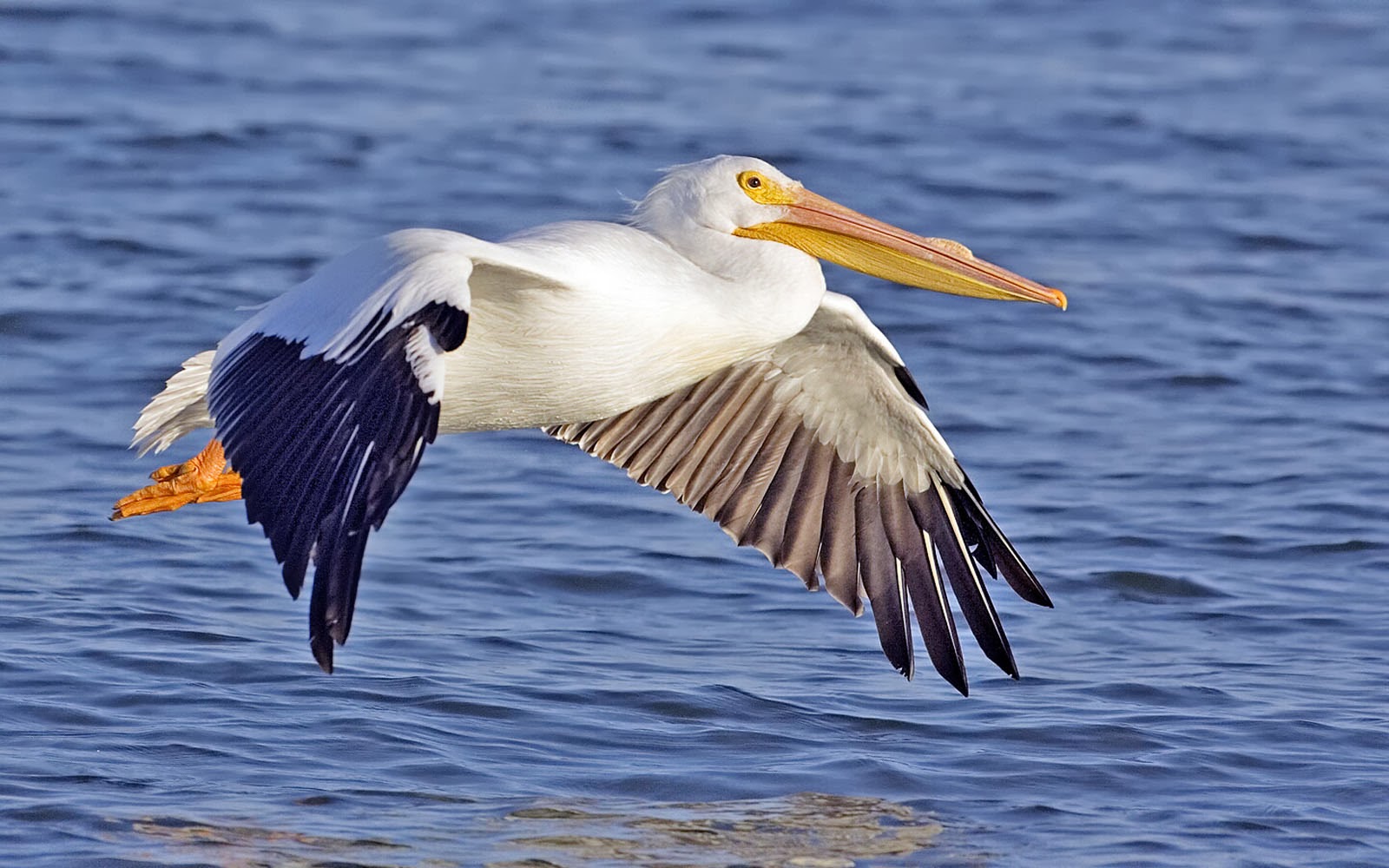 Tag American White Pelican Wallpaper Background Photos Image