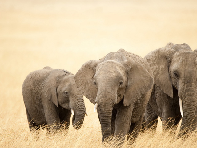 Three Elephants Wallpaper And Image Pictures Photos