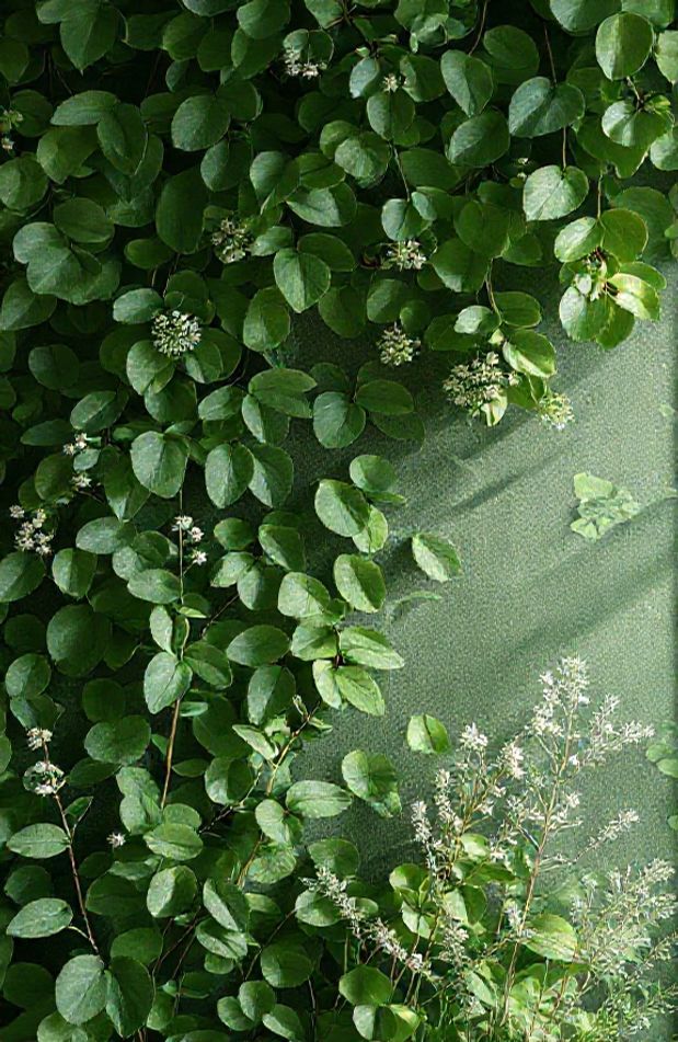 Wallpaper Aesthetic Green