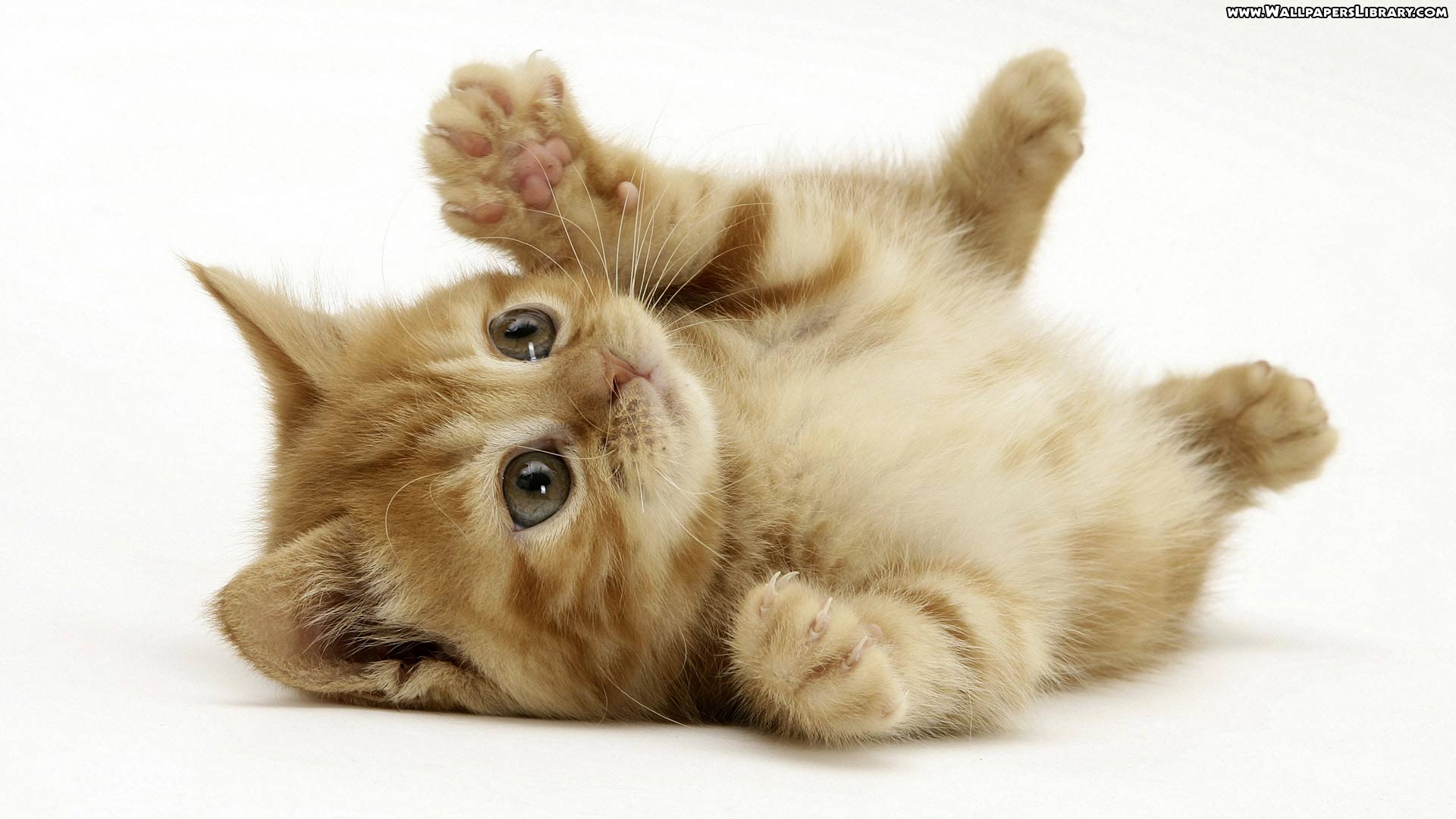 Kittens Wallpaper And Photos In