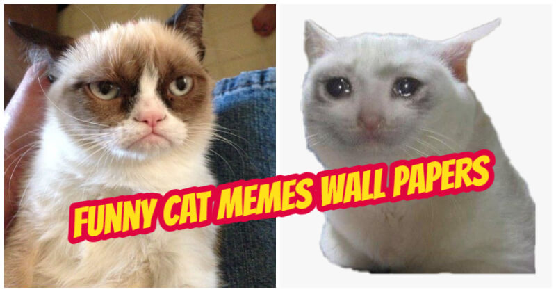 Hilarious Cat Memes Wallpaper Will Get You Giggling All Day