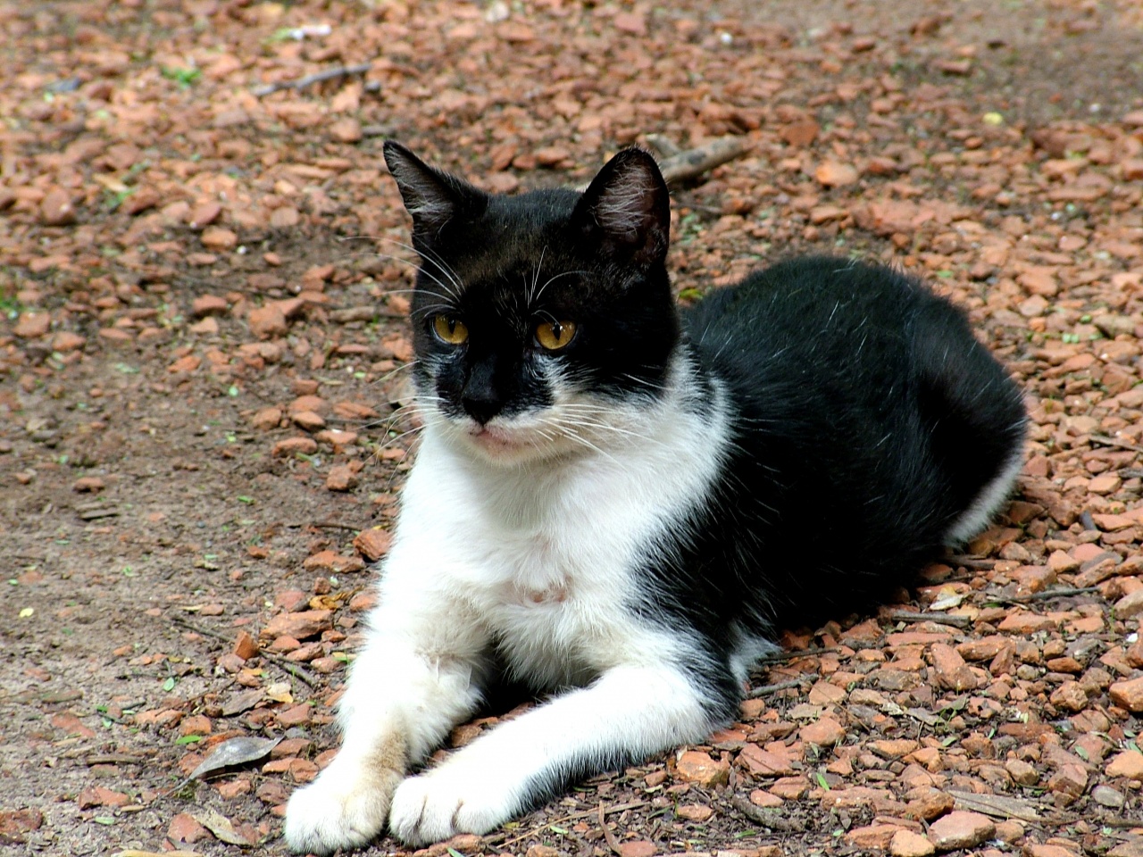 Black And White Spot Cat Desktop Wallpaper Stock Photos