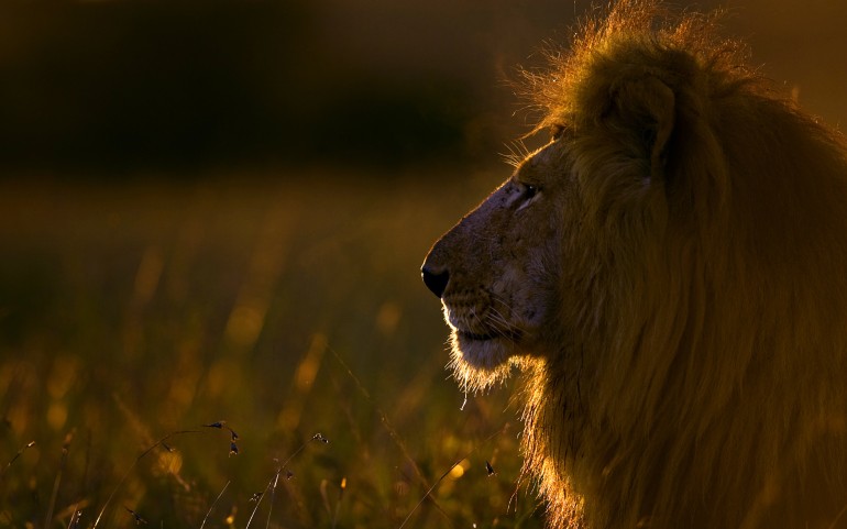 Share The Post Lion At Sunrise Maasai Mara Kenya