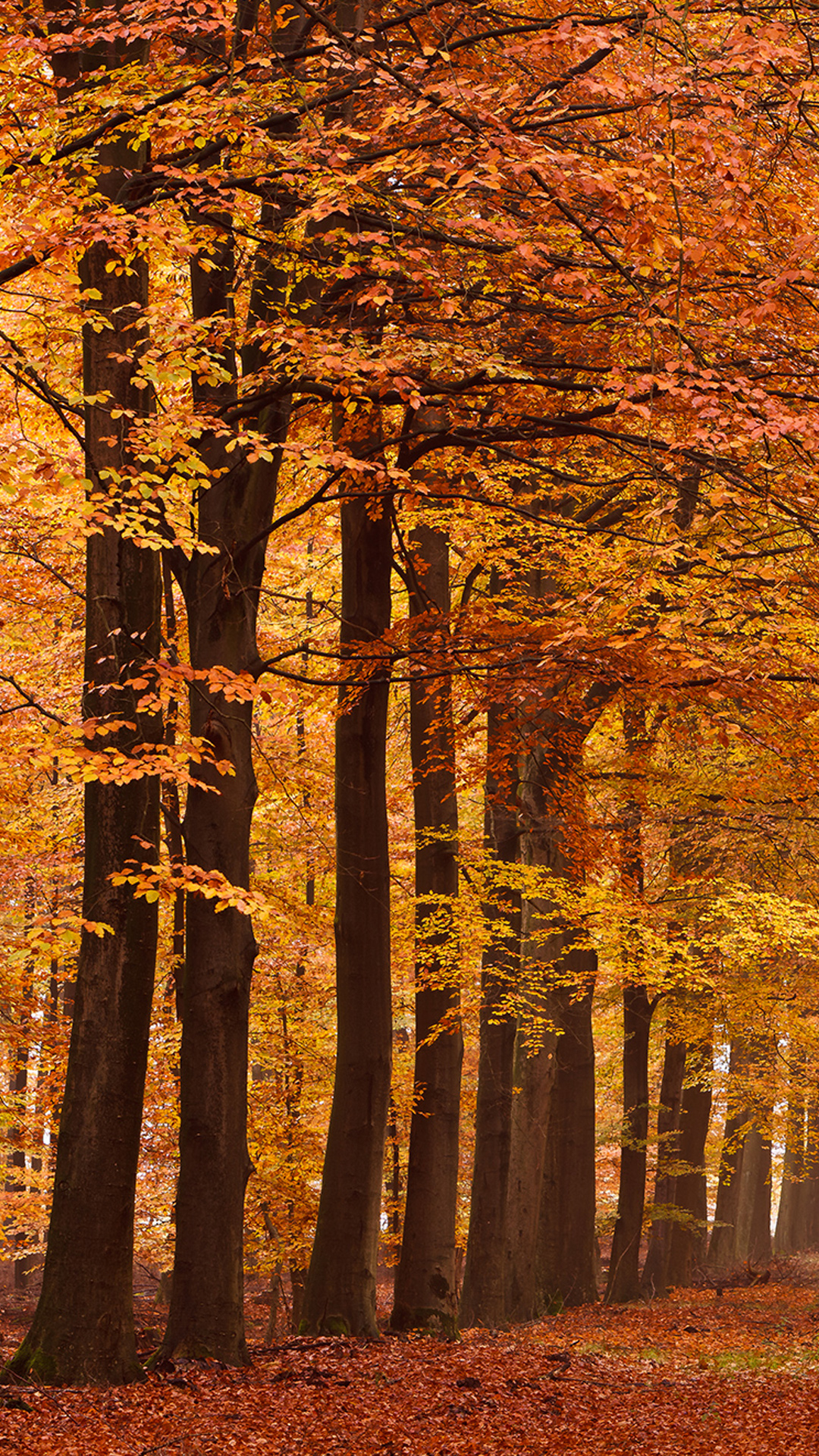 iPhone 6s Plus Autumn Wallpaper