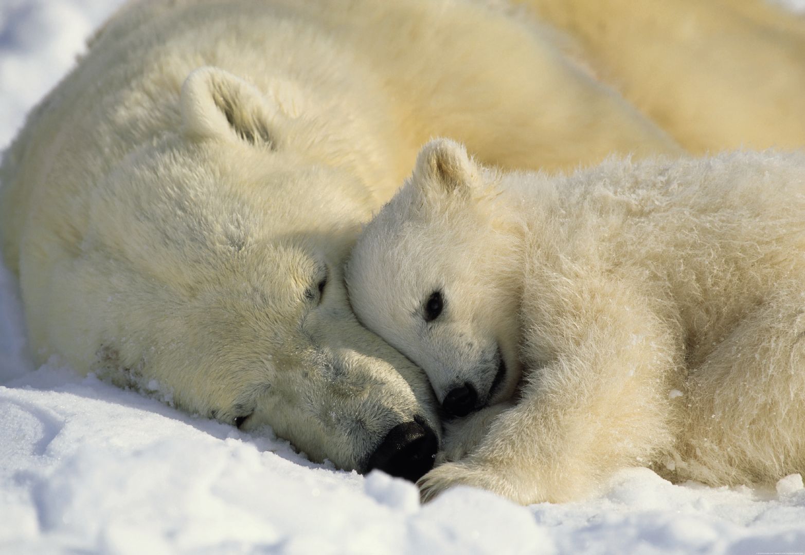 International Polar Bear Day And How You Can Help