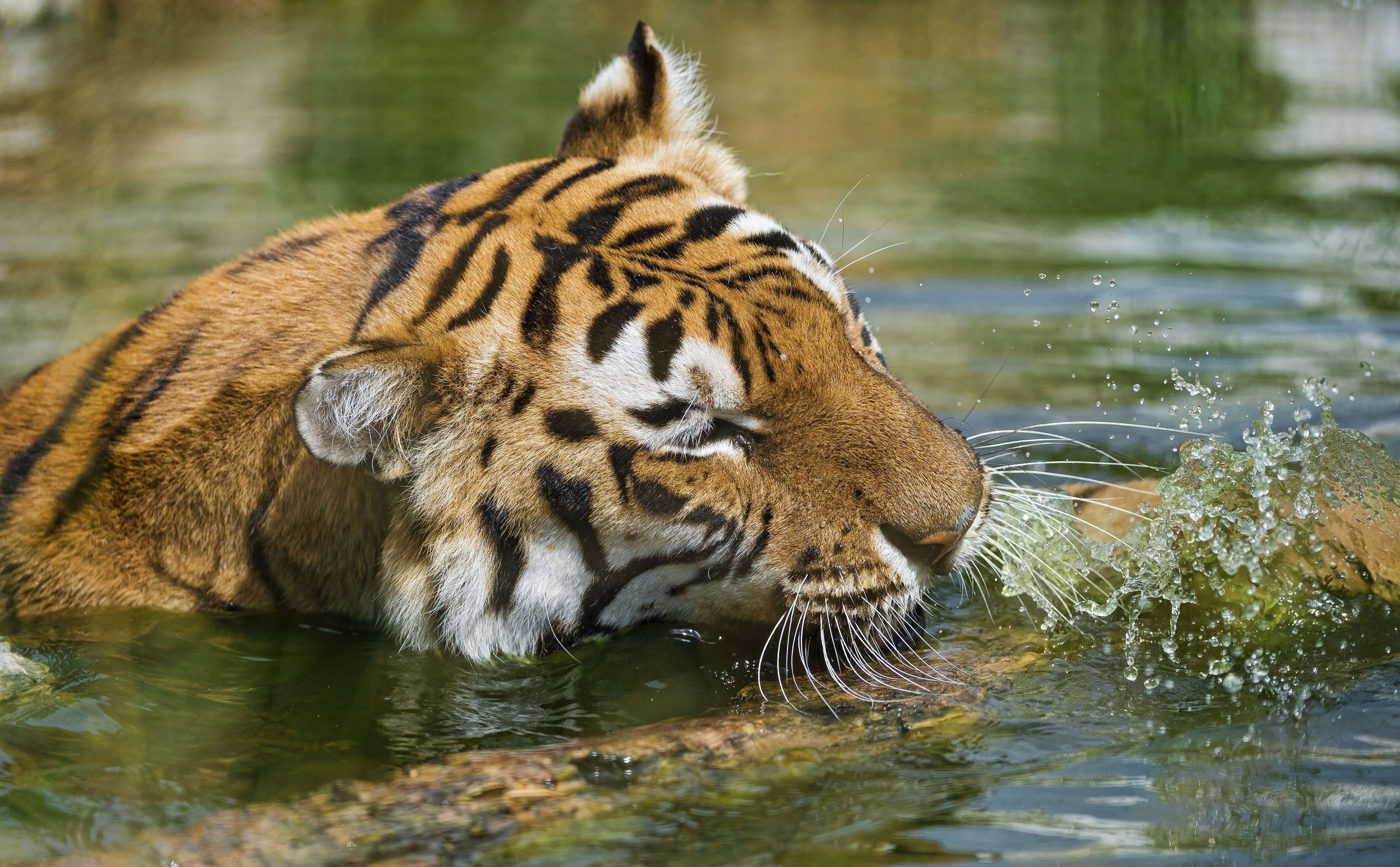 Tiger Wild Cat Muzzle Swimming Water Spray Wallpaper