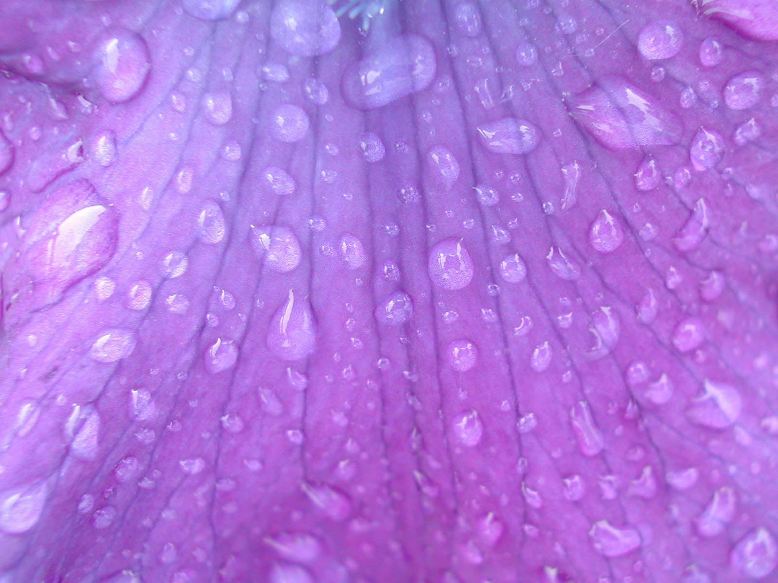 Purple Textured HD Wallpaper Beautiful Background For
