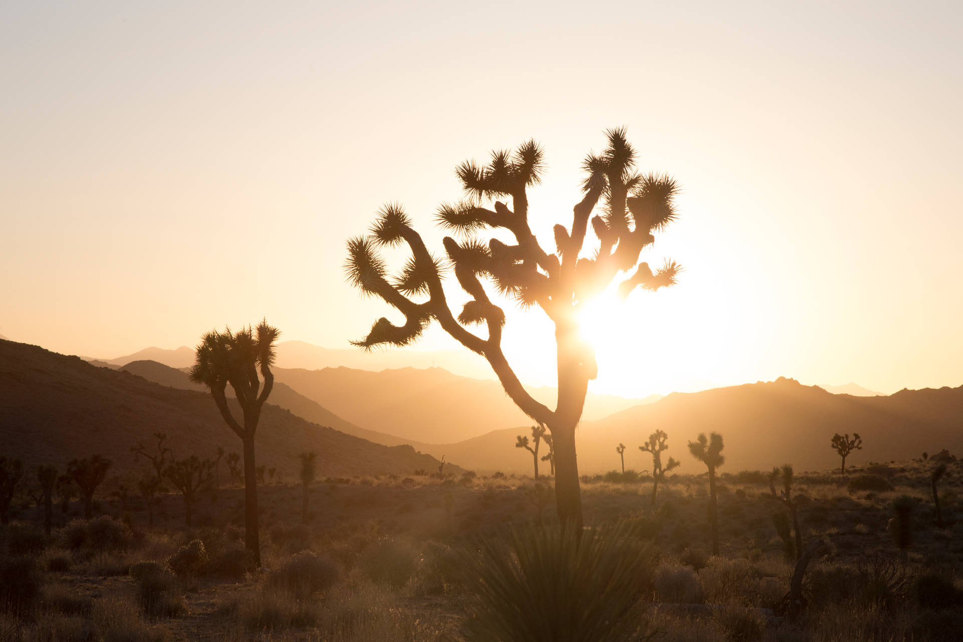 Desert Sun HD Wallpaper