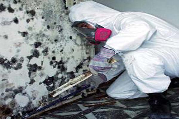 Gt Cleaning Mold Off Walls Call The Experts