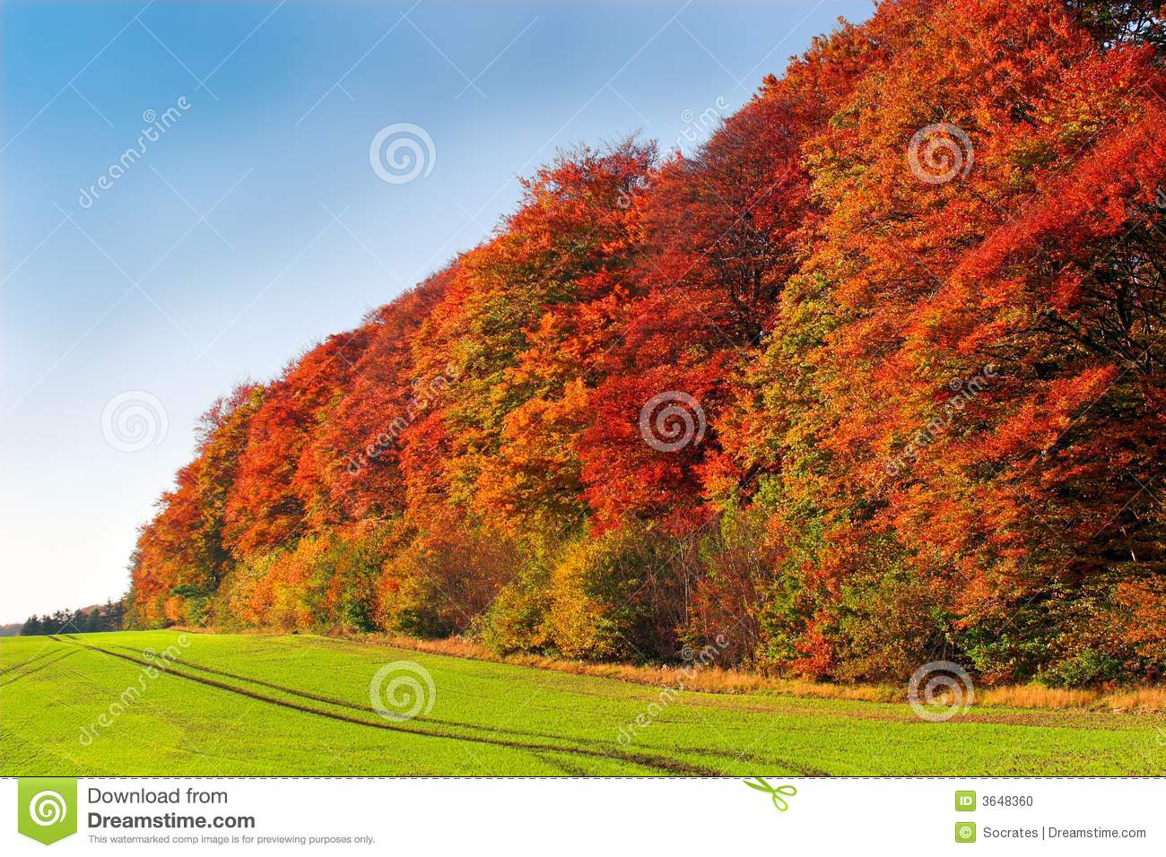 Beautiful Autumn Forest Image