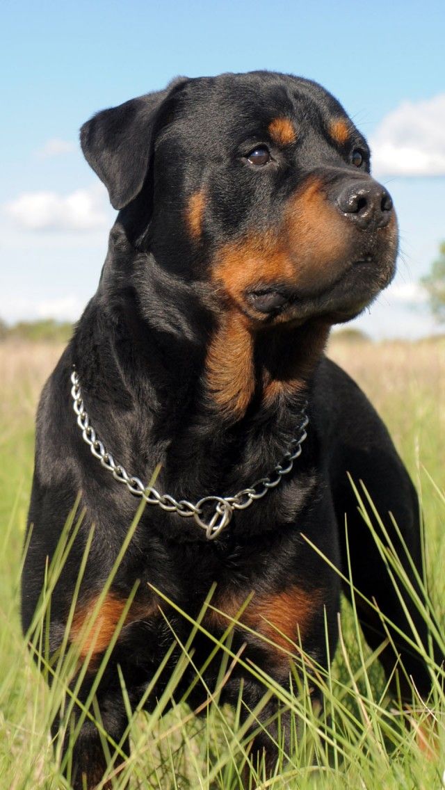 Rottweiler Pictures Photo Gallery Goldenacresdogs