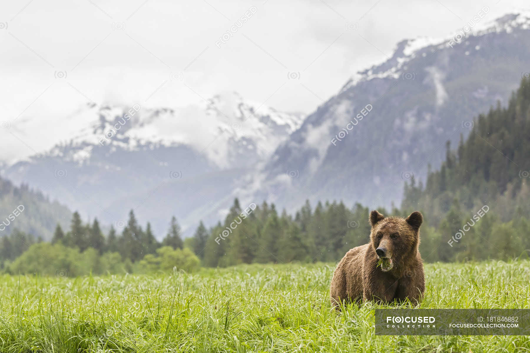 Grizzly Bear Eating Grass Mountains Landscape On Background