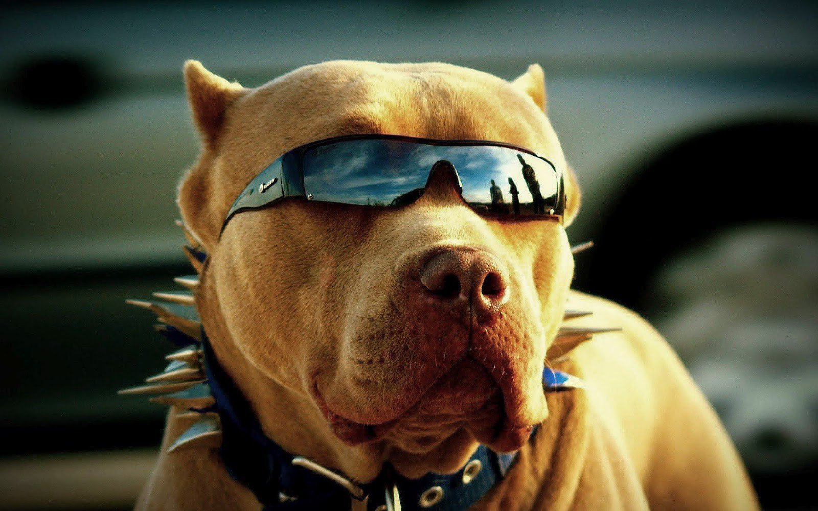 Pitbull Dog Animals Glasses Cool Wallpaper For Me