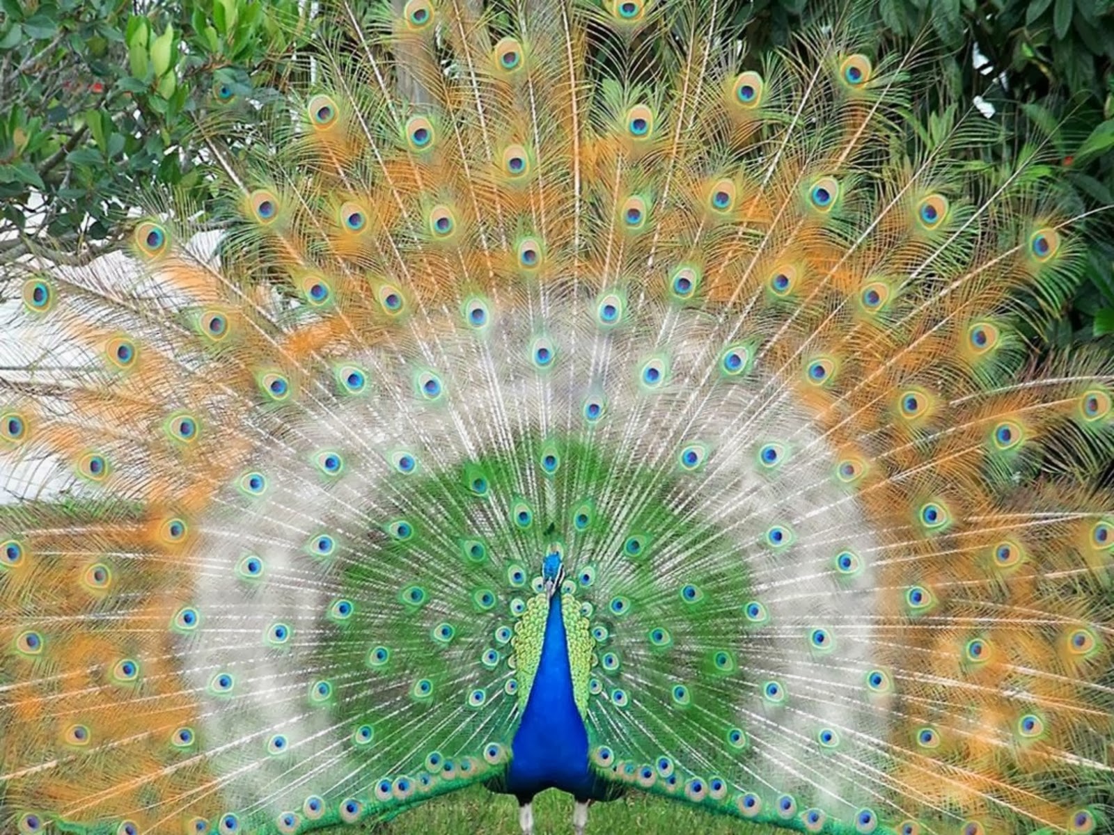 Wallpaper U Beautiful Indian Peacock HD
