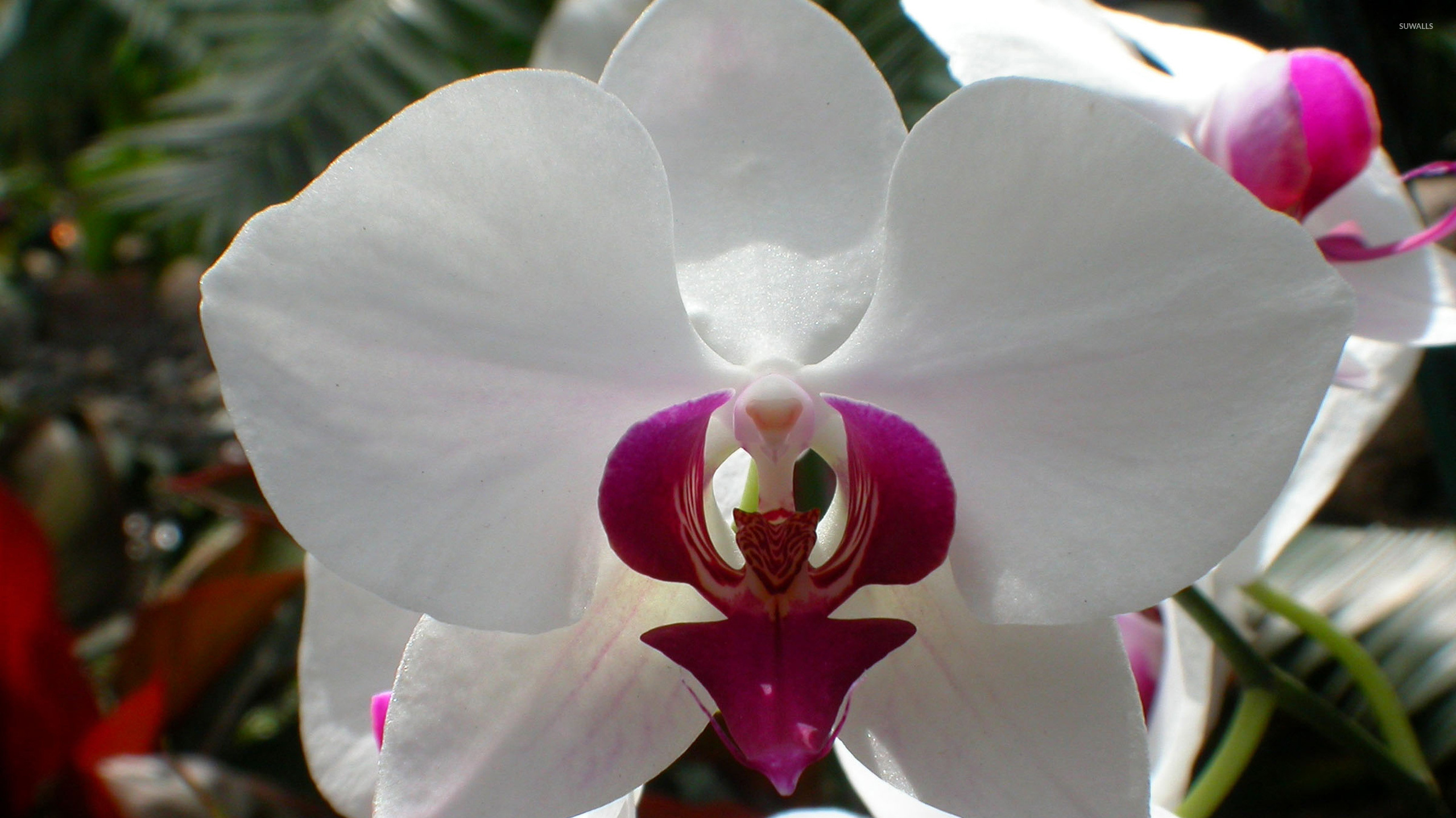 White Orchid Wallpaper Flower