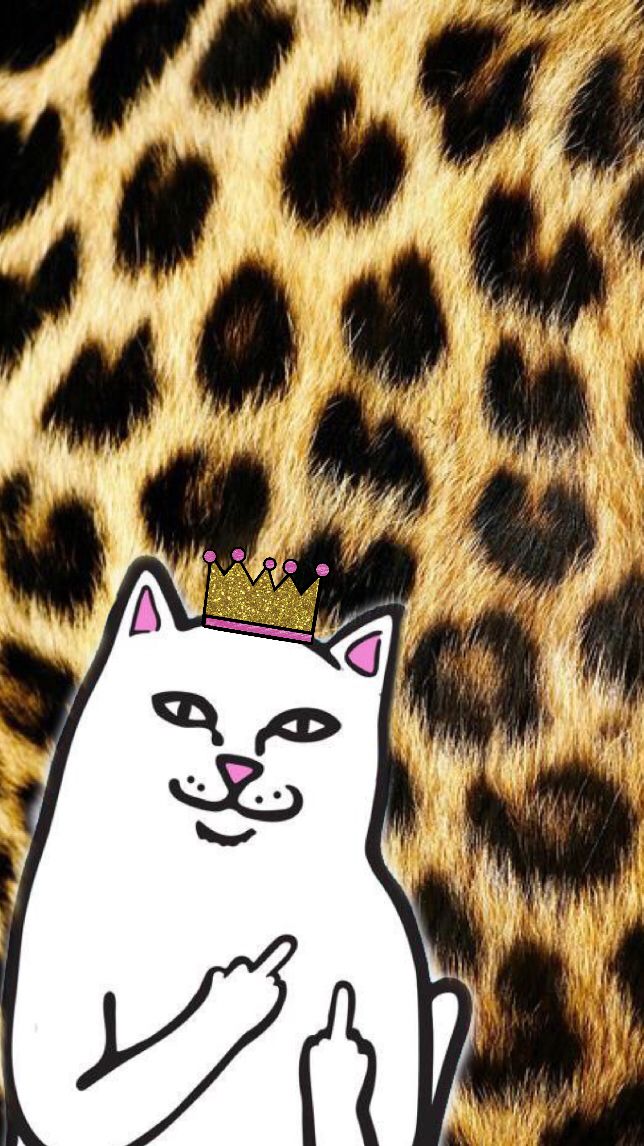 Middle Finger Cat iPhone Wallpaper Cut And Trendy In