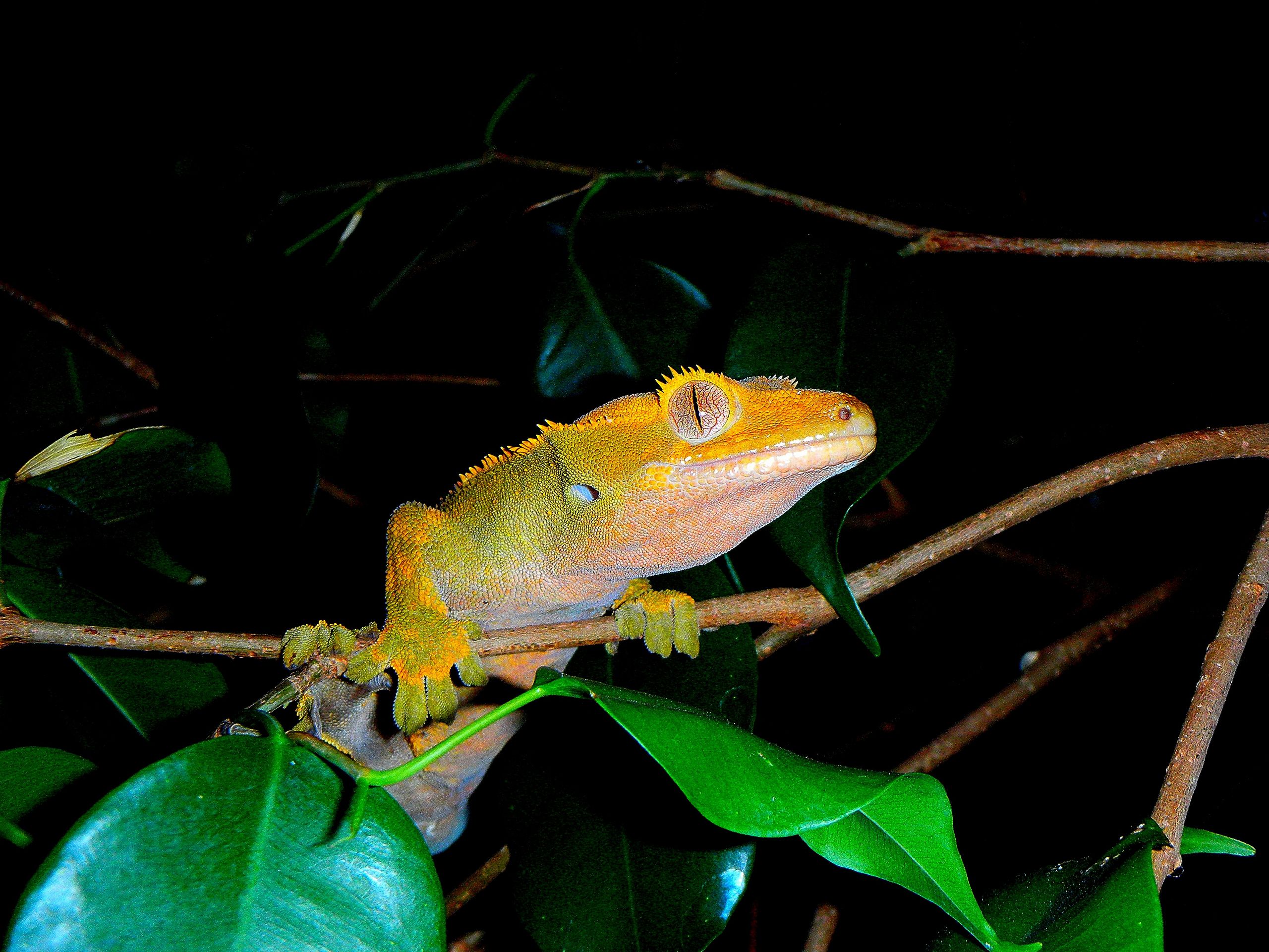 Flame Orange Female Crested Gecko Close Up Eyes Reptiles Wallpaper