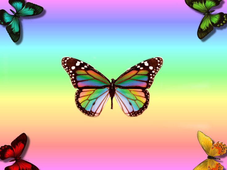 Butterflies Rainbow Wallpaper And Rainbows
