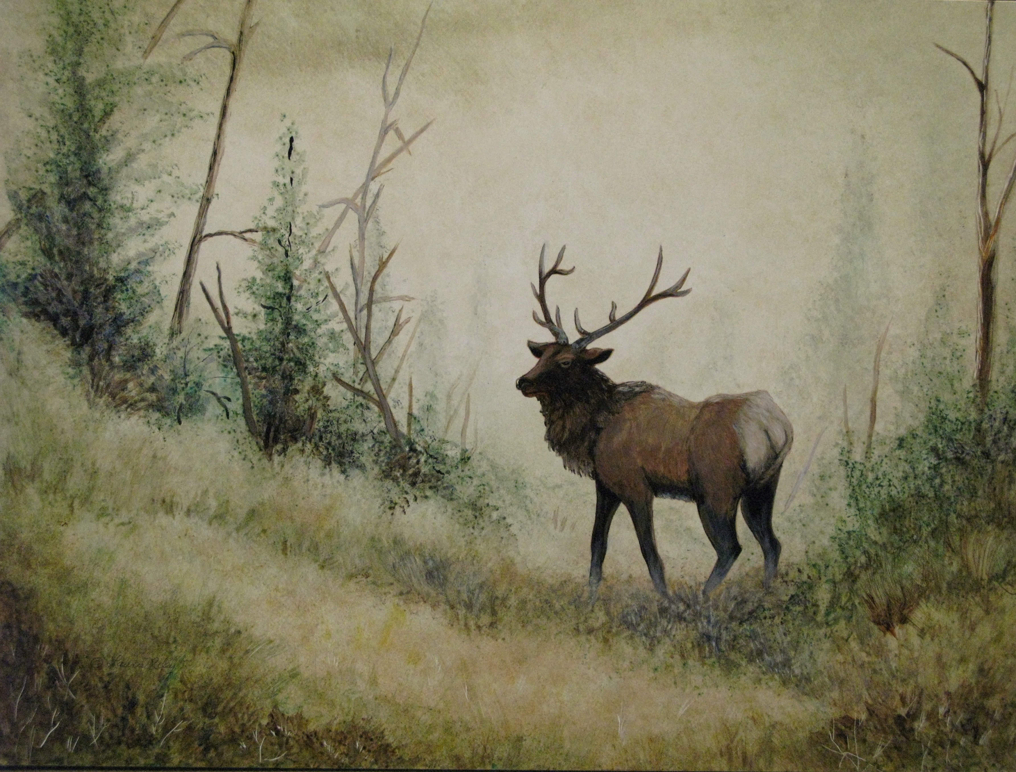 Bull Elk Elks Deer Wallpaper