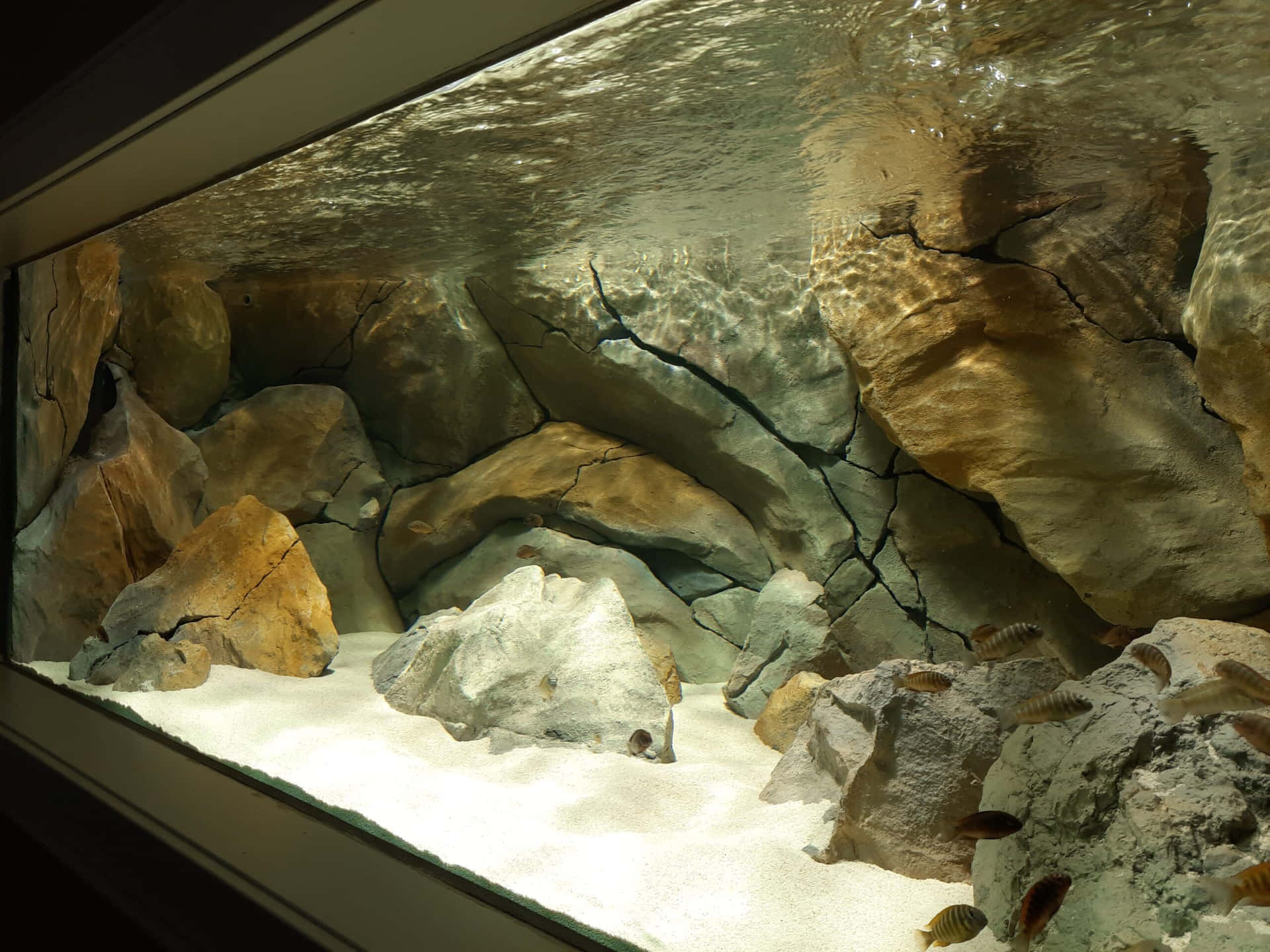 Aquarium Fish Tank Wallpaper