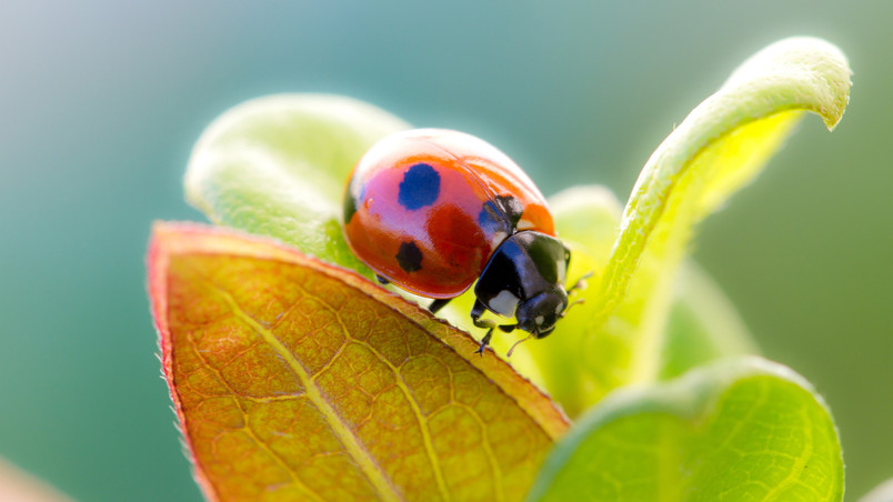 Ladybug Cute HD Wallpaper Wallpaperfx