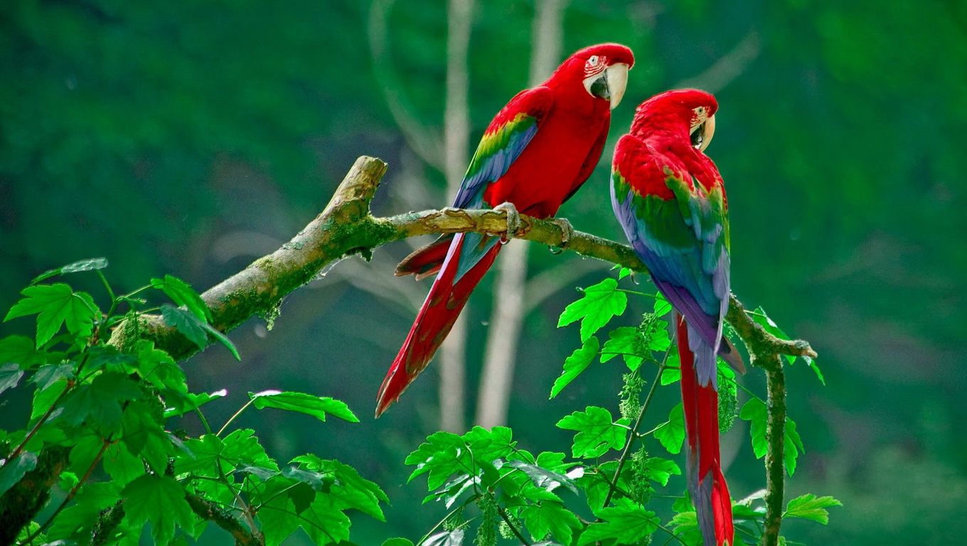 Pair of scarlet macaws Widescreen Wallpaper