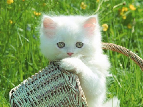 Free Cute Kittens Screensaver Screensavers   Download Cute Kittens