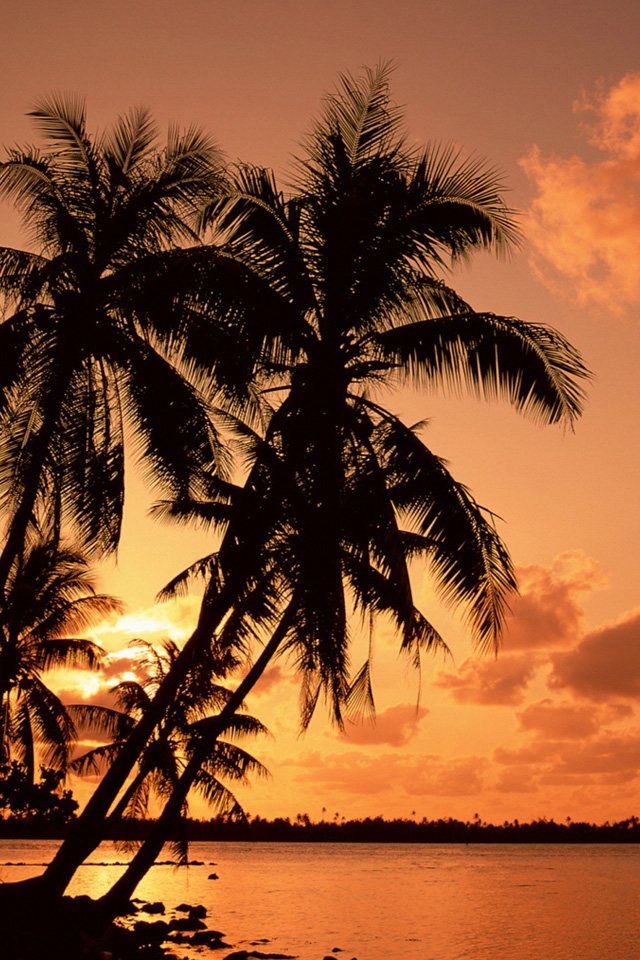 Palm Trees iPhone Wallpaper HD