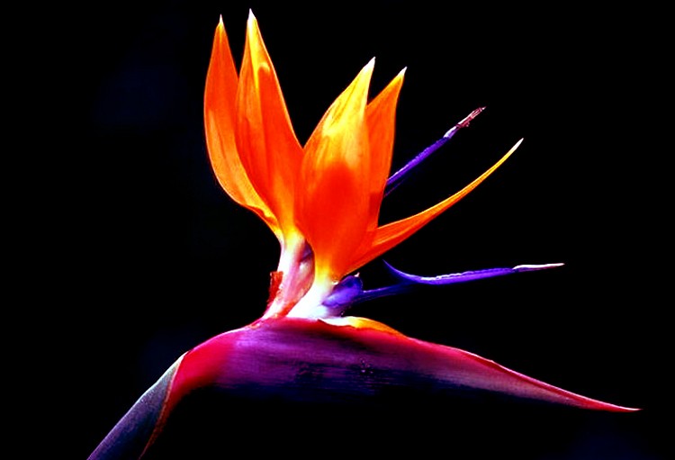 Birds Of Paradise Flower Photos Trees And Flowers Pictures