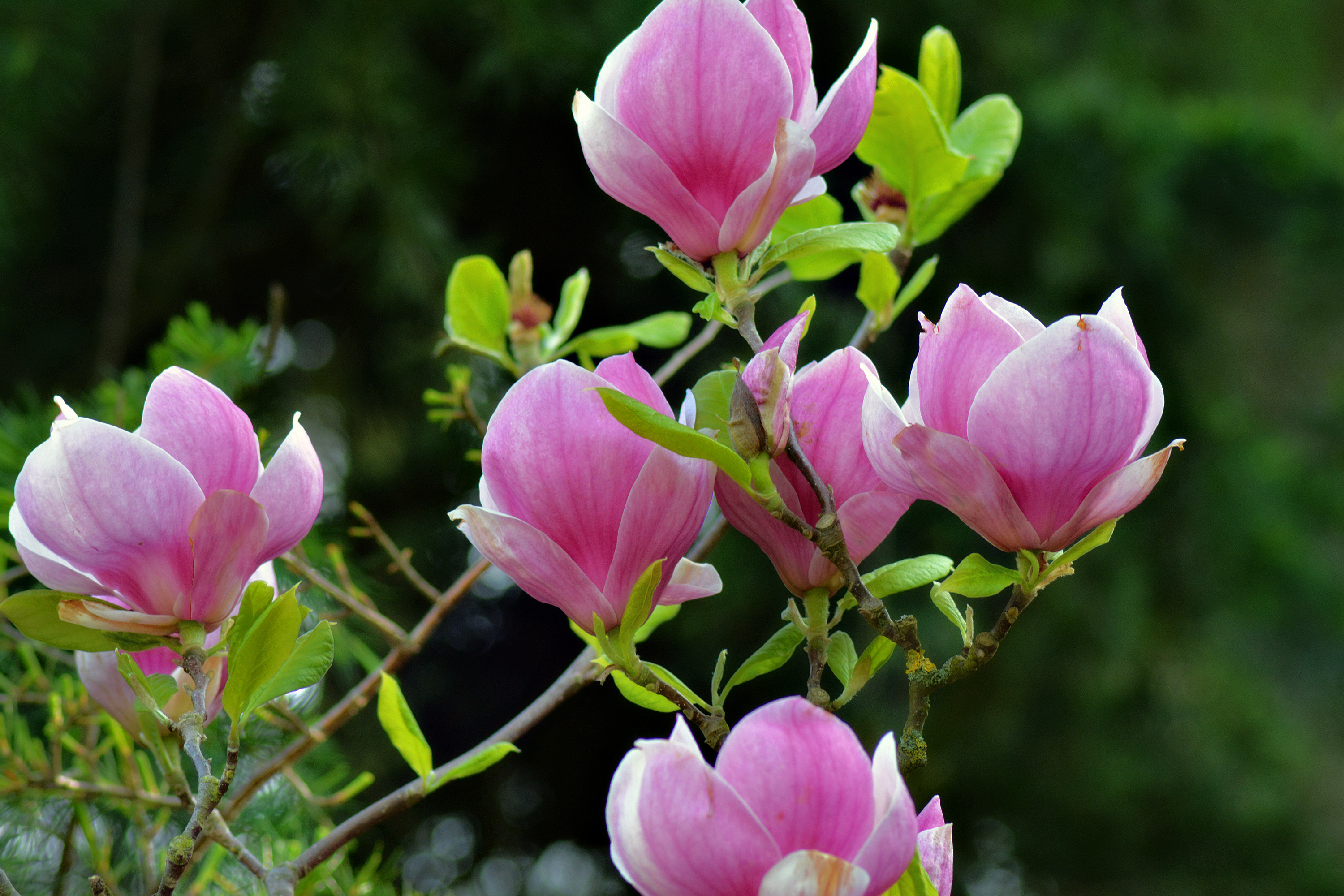Magnolias By Ramad Caedes Desktop Wallpaper